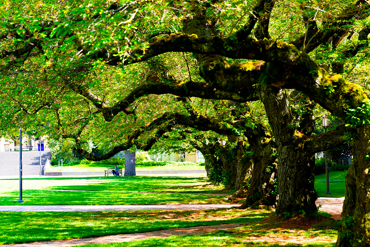 trees in the quad